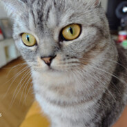 下辈子当猪没毛