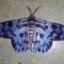 Blue Moth