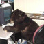 tom1z-