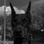 vitalijanatolevic775