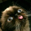 meow
