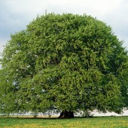 Bruder des Waldes Paul