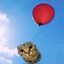 cat bloon