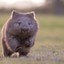 wombatbaby135