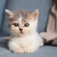 мистер котек