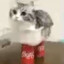 Catto_