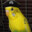 Buccaneering Budgie