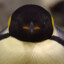 Jyokk