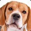 The Deagle Beagle