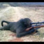 sniper monkey (uruguayo)