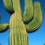 CondemnedCactus