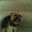 dumb dog