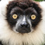 |O-O| Pipoune-Lemur