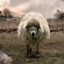 the_fuzzy_sheep