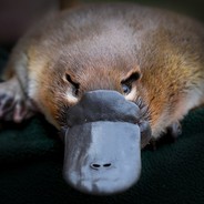 Crazedplatypus