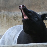 DerSchabrackentapir