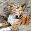Tiger Commando