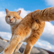 кошачья_мошонка