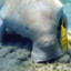 Dugong