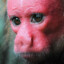 Uakari