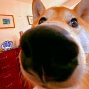 有仇找我前任报pummel