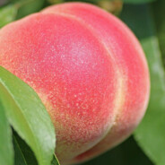 𝓟𝓮𝓻𝓼𝓲𝓴