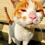 猫猫你要学会一直叫