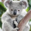 Autistic Koala