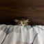 爷爷