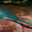 Sawfish Sethelogical