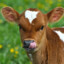 Baby Cow