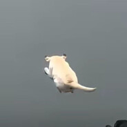 Flying pig