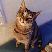 ⚞ᴥ⚟MeowMthfkr.