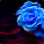 Blue Rose