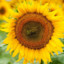 Deadly_SunFlower