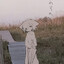 Wilted