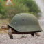 SGT_Turtle