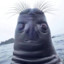 judgemental seal