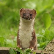 windigeswiesel - steam id 76561197961452180