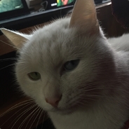 天上的星星参北斗