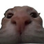 stinkus