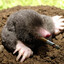 moles