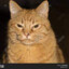 Mad cat Kujo