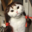 fefurtuna