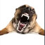 Triple Dog Death Barrage Dog #2