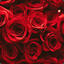 ★Red Roses★