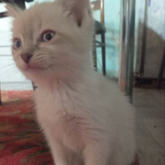 ZIGZI