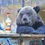 пьяный медведь