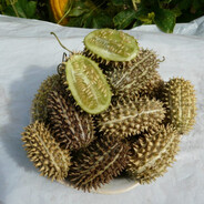 дикий огурец