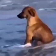 maymuna benziyom abi napiyim